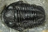 Detailed Gerastos Trilobite Fossil - Morocco #311245-1